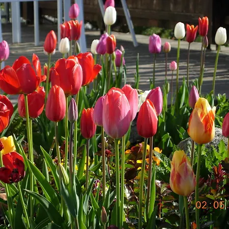 게스트하우스 Fruehstueckspension Alpenrose